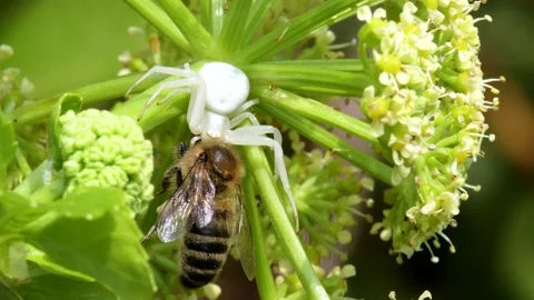 Predator and Prey - Flower Crab Spider, Misumena vatia with Honey Bee Stock Footage 153422361