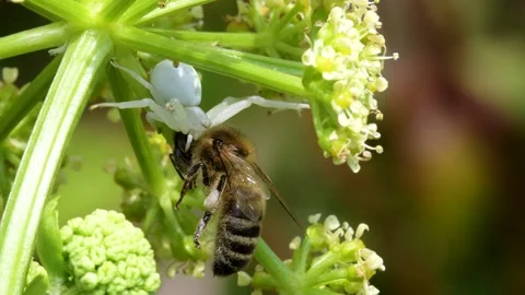 Predator and Prey - Flower Crab Spider, Misumena vatia with Honey Bee Stock Footage 153423076