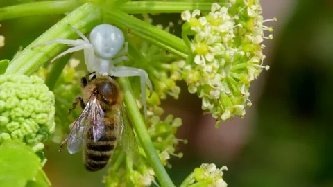 Predator and Prey - Flower Crab Spider, Misumena vatia with Honey Bee Stock Footage 156269341