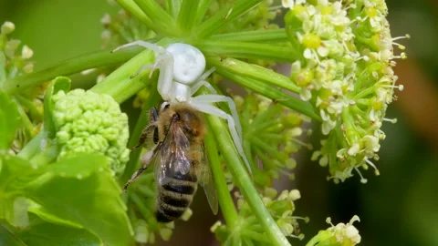 Predator and Prey - Flower Crab Spider, Misumena vatia with Honey Bee Stock Footage 156269393