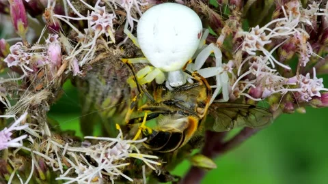 Predator and Prey - Flower Crab Spider, Misumena vatia with Hoverfly on a flower Video stock 159461294