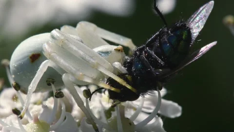 Predator and Prey - Flower Crab Spider, Misumena vatia with fly on a flower Stock Footage 167863035