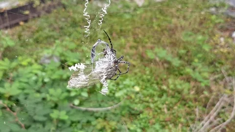 Predator and Prey Stock Footage 237757061