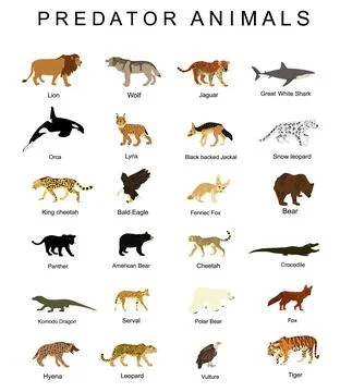 Predator animals set vector illustration isolated on white Illustration