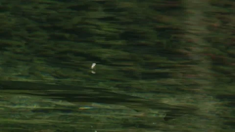 Predator beneath the surface – a fish circling its prey in clear water Stock Footage 318538295