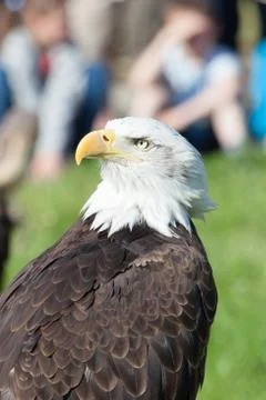 Predator bird - bald eagle Stock Photos
