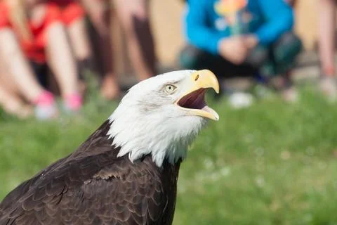 Predator bird - bald eagle Stock Photos