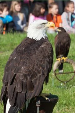 Predator bird - bald eagle Stock Photos
