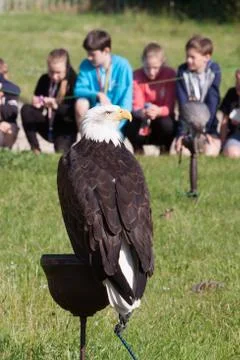 Predator bird - bald eagle Stock Photos