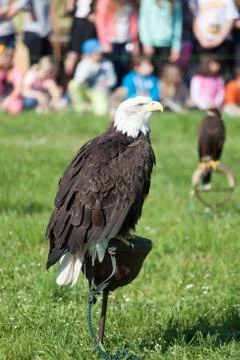 Predator bird - bald eagle Stock Photos