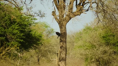 Predator bird. Stock Footage 336190741