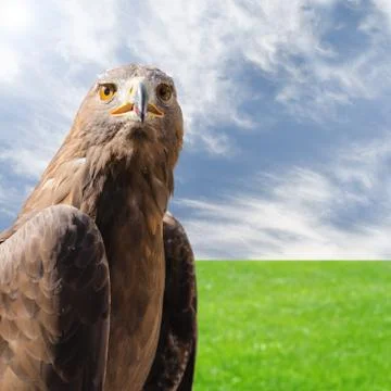 Predator bird golden eagle over natural sunny background Foto stock