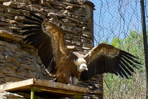 The predator bird Griffon spread its wings in the zoo in Russia Stock Photos