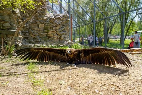 The predator bird Griffon spread its wings in the zoo in Russia Stock Photos