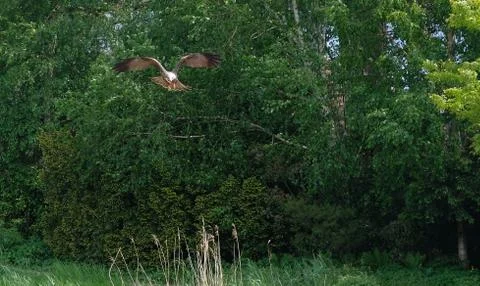 Predator bird on the tree. The changeable hawk-eagle or crested hawk-eagle Ni Stock Photos