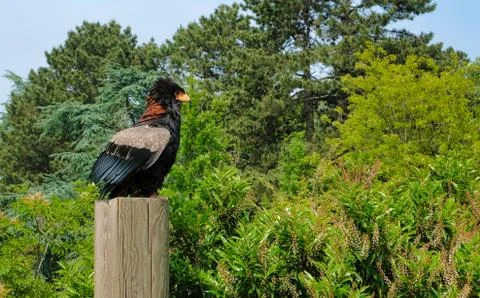 Predator bird on the tree. The changeable hawk-eagle or crested hawk-eagle Ni Stock Photos