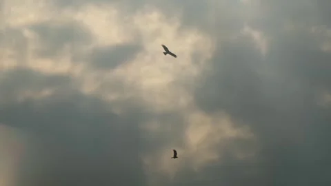 Predator birds, eagle and hawk circling above grey sky, looking for prey Stock Footage 267693307