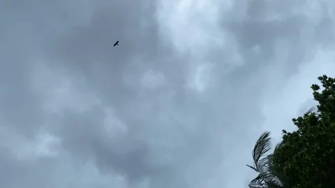 Predator Birds flying under overcast sky as heavy wind sways trees before storm Stock Footage 341557448