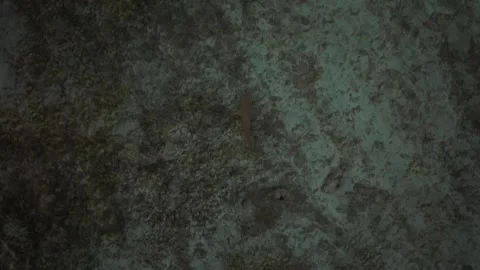 Predator black tip reef shark lurking along rocky bottom of shallow water Stock Footage 251520074