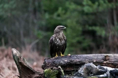 A predator buzzard sits on a fallen tree Stock Photos