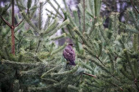 Predator buzzard sitting on branches on spruce plant Stock Photos