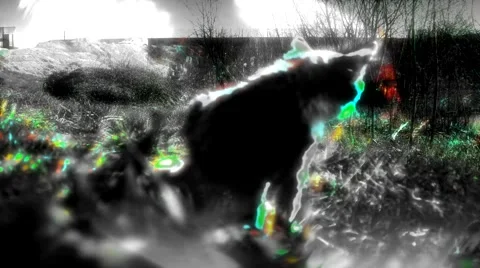 Predator the CAT in the wild Stock-Footage 51382559