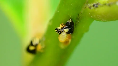 Predator Eating Beetle Stock Footage 25404382