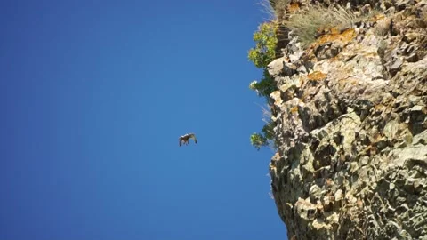 Predator falcon bird hovering in air, hunting for food on ground. Soaring falcon Video stock 256290584
