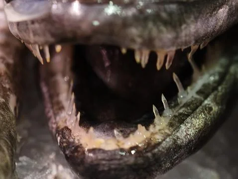 Predator fish with jagged teeth, closeup of predatory fish revealing menaci.. Фото