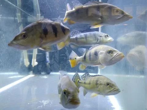 Predator Fish Fotos de archivo