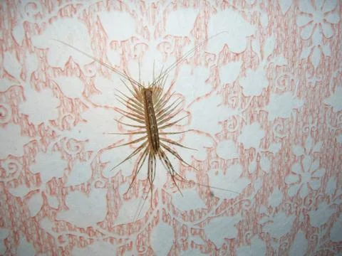 Predator - flycatcher Stock Photos