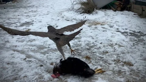 Predator Stock Footage 233565325