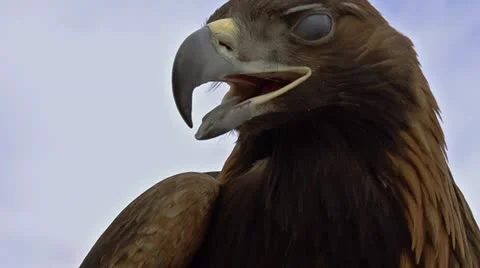 Predator hunting HD Stock Footage 21892670
