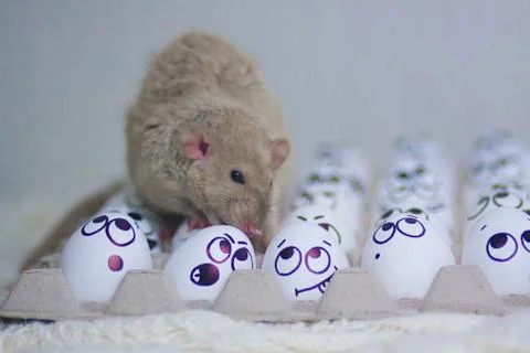 Predator .krys black concept. The mouse sits on chicken 写真素材