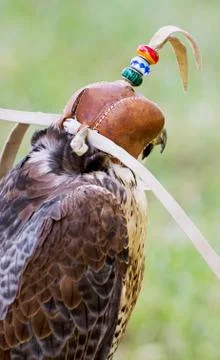 Predator with a leather cap on his head Stock Photos