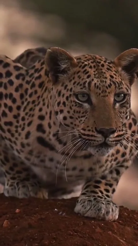 Predator leopard focused in nature Video stock 341817493