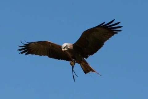 Predator (Milvus migrans) Stock Photos
