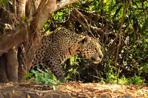 Predator of Pantanal Stock Photos
