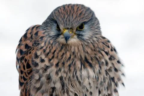 Predator Stock Photos