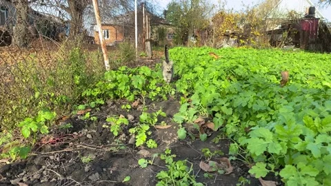 The predator is running straight at me. The cat runs around the garden. Vídeos de archivo 230466014