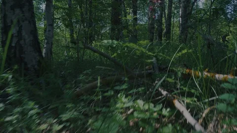 A predator running through the night forest. A terrible creature hunts Video stock 109435705