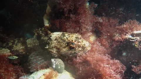 Predator Scorpion Fish hiding in Red Seaweed, Underwater, 4k Stock Footage 231602782