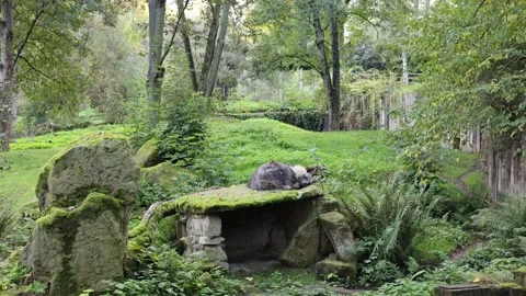 The predator sleeps in the forest Stock Footage 288018388