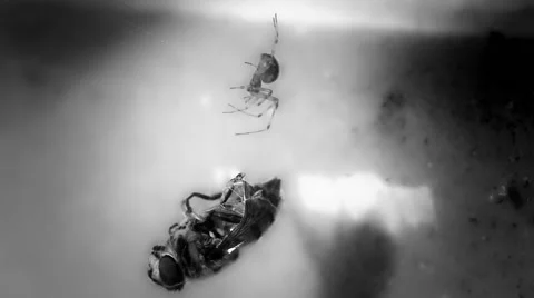 Predator. Spider and its prey in B&amp;W Stock Footage 62524277