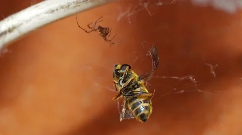 Predator. Spider caughting a bee Stock Footage 62520104