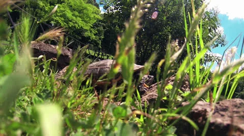PREDATOR VIEW WITH TORTOISE Stock Footage 25640149
