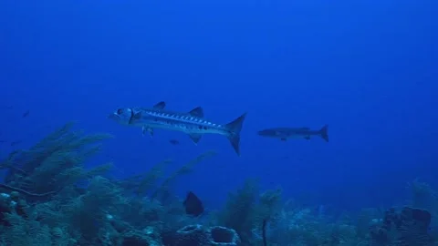 A predatorial baracuda scouts the reef for his next meal Stock Footage 157017563