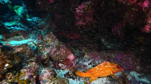 Predators of the Kinmedai School: Red Snapper, Barred Snapper, and Wrasse Stock Footage 332778716