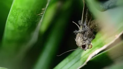 Predatory action of pantropical jumping spider locking onto moth 스톡 동영상 334584608