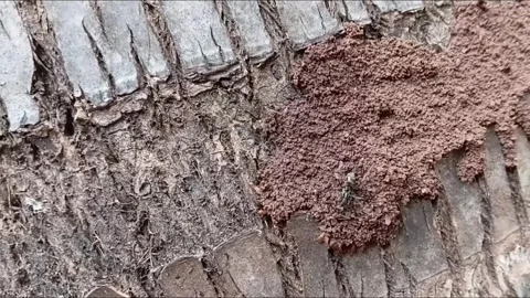 Predatory Ant Successfully Catching Termite On Tree Bark Stock Footage 340202084